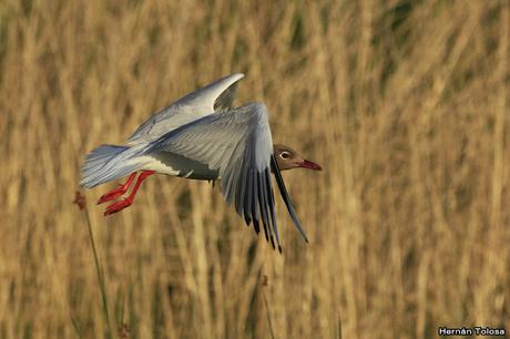 Gaviotas sobre el zanjón