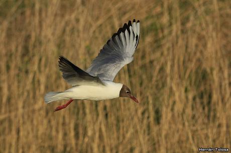 Gaviotas sobre el zanjón