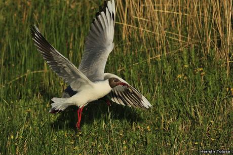 Gaviotas sobre el zanjón