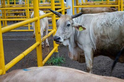 SUPERVISAN GANADO DEL PROYECTO “TIERRA CALIENTE” CONTRA LA TUBERCULOSIS BOVINA PARA SU PRE-CERTIFICACIÓN