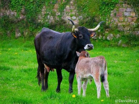 La vaca tudanca, descendiente del “Uro” (Bos primigenius)