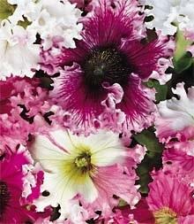 Petunia supervissima,flores enormes.