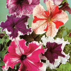 PETUNIA 'Giants of California' i gruppen Ettåriga blomsterväxter / Ampelväxter hos Impecta Fröhandel (390)