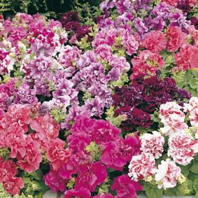 Petunia supervissima,flores enormes.