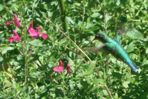 Aves de Buenos Aires, la que vemos en la cuidad.