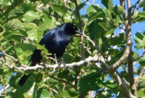 Aves de Buenos Aires, la que vemos en la cuidad.