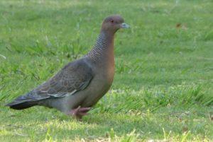 Aves de Buenos Aires, la que vemos en la cuidad.
