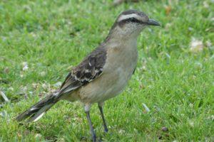 Aves de Buenos Aires, la que vemos en la cuidad.