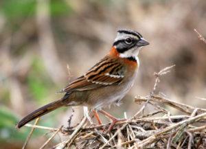 Aves de Buenos Aires, la que vemos en la cuidad.