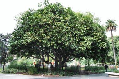 Esterculia de Plaza Lavalle (Sterculia monosperma).