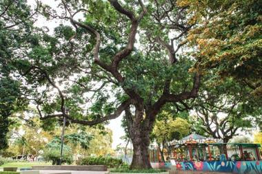 Retoño del árbol de Artigas (Peltophorum dubium).