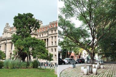 Izq.: Ceibo de Alvear (Erythrina falcata). Der.: Retoño del pacará de Segurola (Enterolobium contortisiliquum).