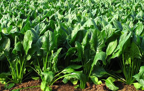 IMG-HUERTO-OTOÑO07