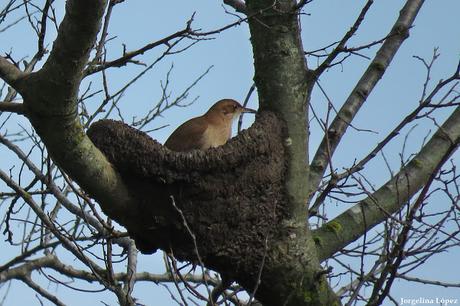 Censo de Neotropical de Aves Acuáticas Laguna de Lobos (julio 2019)