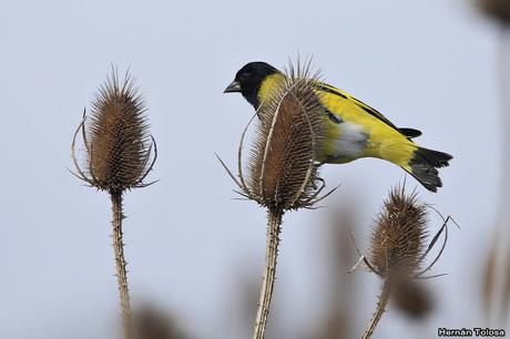Censo de Neotropical de Aves Acuáticas Laguna de Lobos (julio 2019)