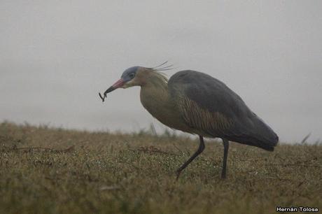 Censo de Neotropical de Aves Acuáticas Laguna de Lobos (julio 2019)