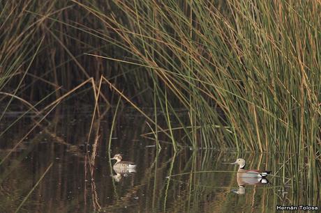 Censo de Neotropical de Aves Acuáticas Laguna de Lobos (julio 2019)