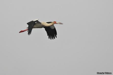 Censo de Neotropical de Aves Acuáticas Laguna de Lobos (julio 2019)