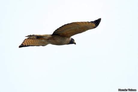 Censo de Neotropical de Aves Acuáticas Laguna de Lobos (julio 2019)