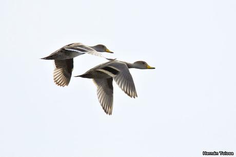 Censo de Neotropical de Aves Acuáticas Laguna de Lobos (julio 2019)