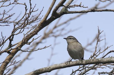 Censo de Neotropical de Aves Acuáticas Laguna de Lobos (julio 2019)