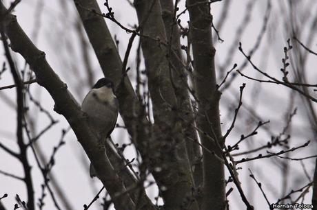 Censo de Neotropical de Aves Acuáticas Laguna de Lobos (julio 2019)