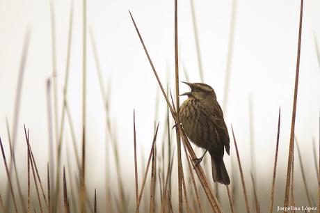 Censo de Neotropical de Aves Acuáticas Laguna de Lobos (julio 2019)