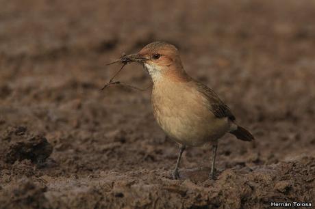 Censo de Neotropical de Aves Acuáticas Laguna de Lobos (julio 2019)