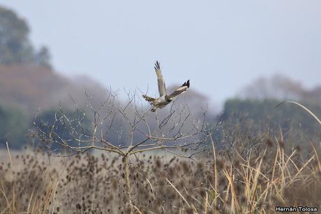 Censo de Neotropical de Aves Acuáticas Laguna de Lobos (julio 2019)