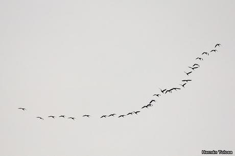 Censo de Neotropical de Aves Acuáticas Laguna de Lobos (julio 2019)