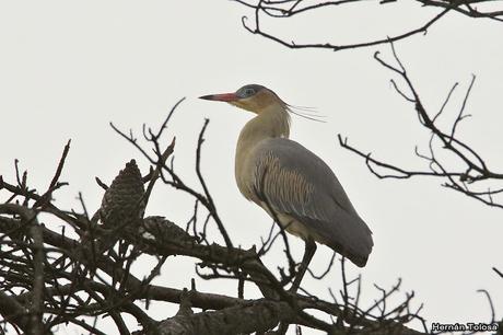 Censo de Neotropical de Aves Acuáticas Laguna de Lobos (julio 2019)