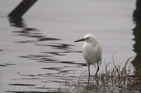 Censo de Neotropical de Aves Acuáticas Laguna de Lobos (julio 2019)