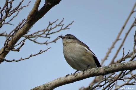 Censo de Neotropical de Aves Acuáticas Laguna de Lobos (julio 2019) Censo de Neotropical de Aves Acuáticas Laguna de Lobos (julio 2019)