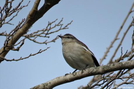 Censo de Neotropical de Aves Acuáticas Laguna de Lobos (julio 2019)