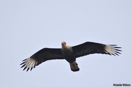 Censo de Neotropical de Aves Acuáticas Laguna de Lobos (julio 2019)