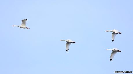 Censo de Neotropical de Aves Acuáticas Laguna de Lobos (julio 2019)