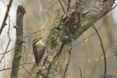 Censo de Neotropical de Aves Acuáticas Laguna de Lobos (julio 2019)