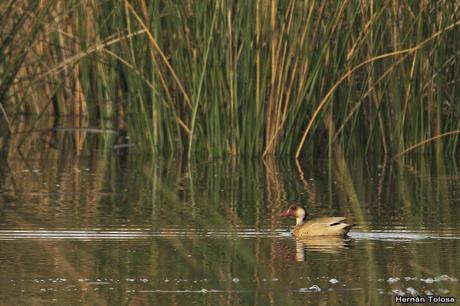 Censo de Neotropical de Aves Acuáticas Laguna de Lobos (julio 2019)