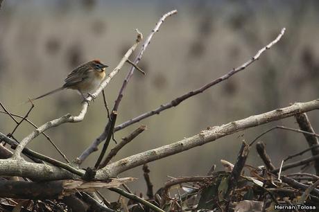 Censo de Neotropical de Aves Acuáticas Laguna de Lobos (julio 2019)
