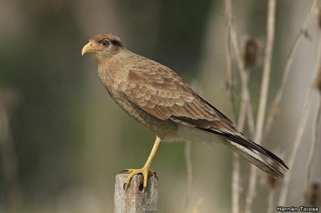 Censo de Neotropical de Aves Acuáticas Laguna de Lobos (julio 2019)