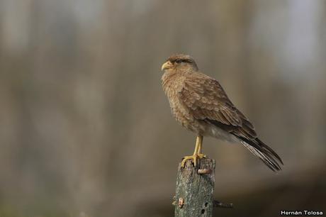 Censo de Neotropical de Aves Acuáticas Laguna de Lobos (julio 2019)