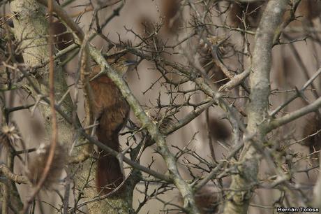 Censo de Neotropical de Aves Acuáticas Laguna de Lobos (julio 2019)