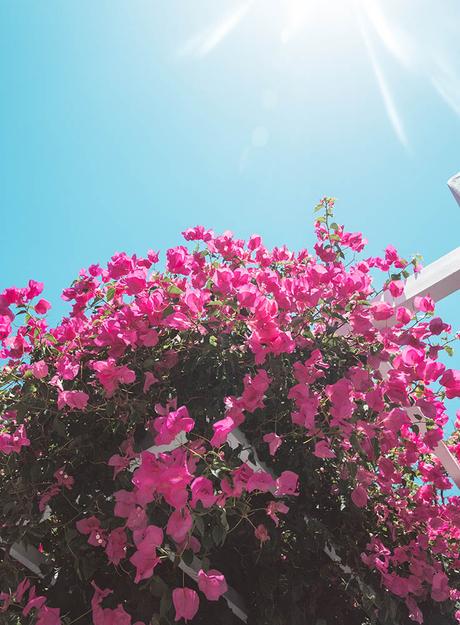 bougainvillea-santorini ▷ Alojarse en el Andronis Arcardia en Santorini