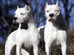 Dos dogos dejaron al borde de la muerte a un niño