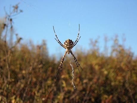 LA ARAÑA: MAESTRA TRAMPERA.