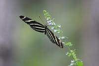 Zebra Longwing. Mariposa insignia del estado de la Florida