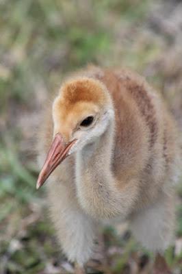 Sandhill Crane