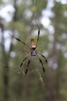 Golden Silk Orb-Weaver