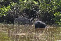 Wild boars