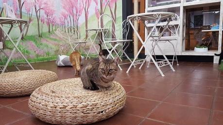 Espai de gats: el primer CAT CAFÉ de Barcelona
